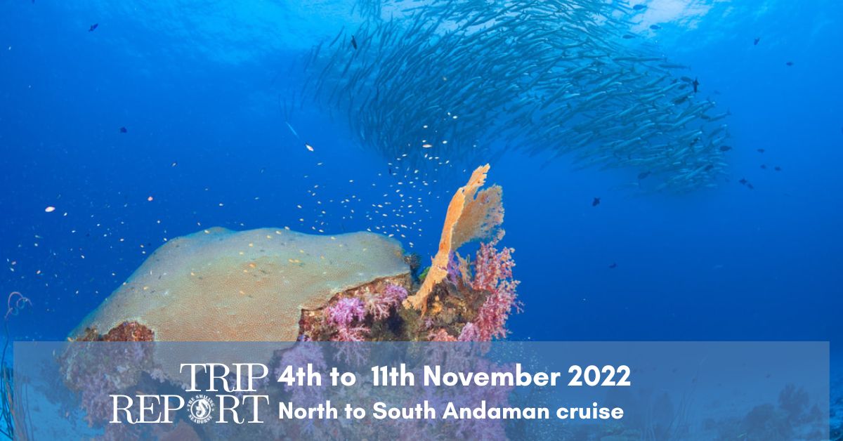 Blog about diving in Asia - Diving liveaboard in Thailand and Myanmar