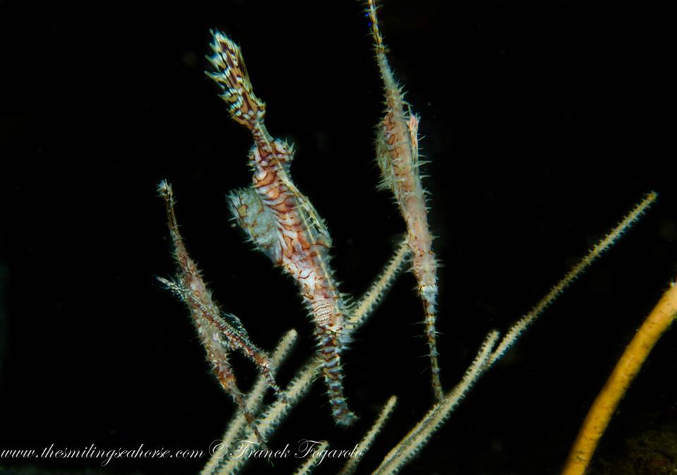 Ghost pipefish in Thailand sea
