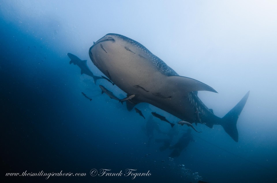 Whale sharks always have company...