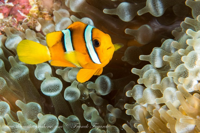 true clowfish (Amphiprion percula)