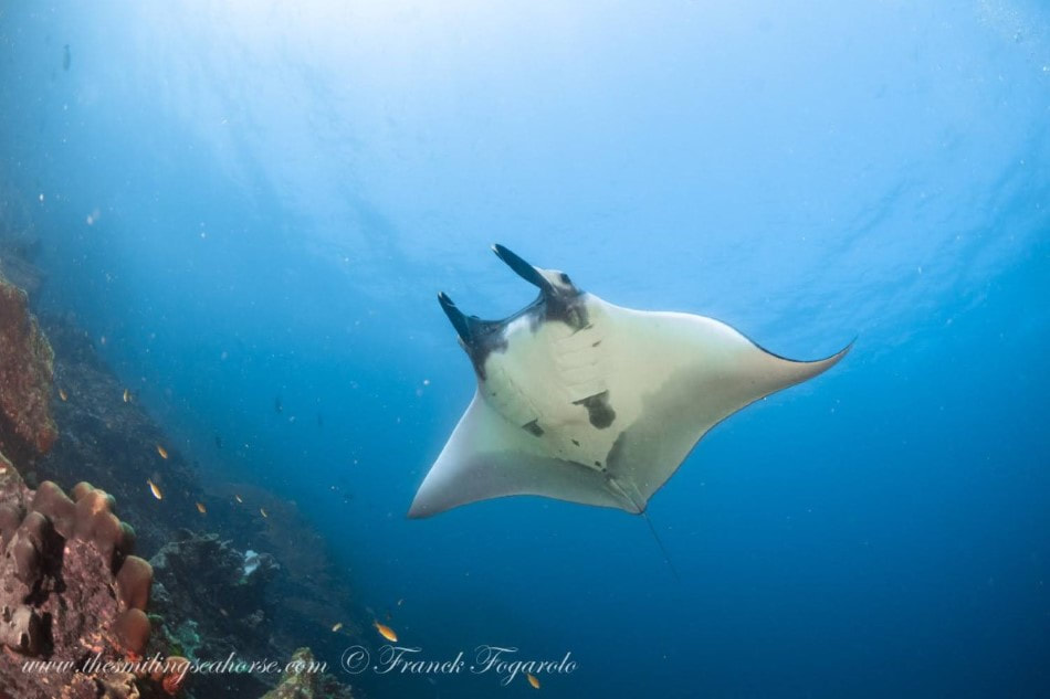 Giant oceanic Manta ray