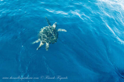 green turtle male with long tail