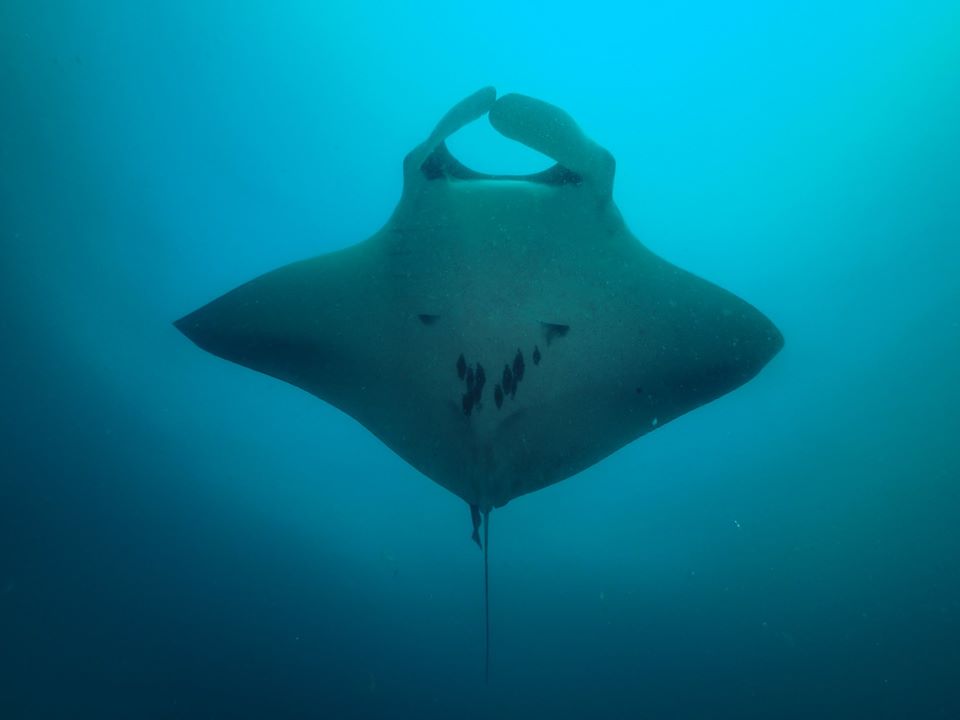 One of the various mantas we spotted around South Twin