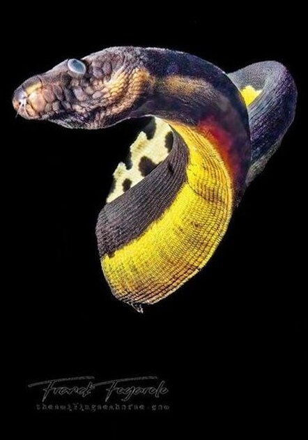 Pelagic sea snake