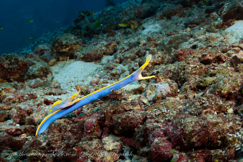 Then beautiful and eccentric ribbon eel 