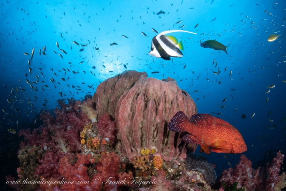 reef landscape with tomato grouper and bannerfish