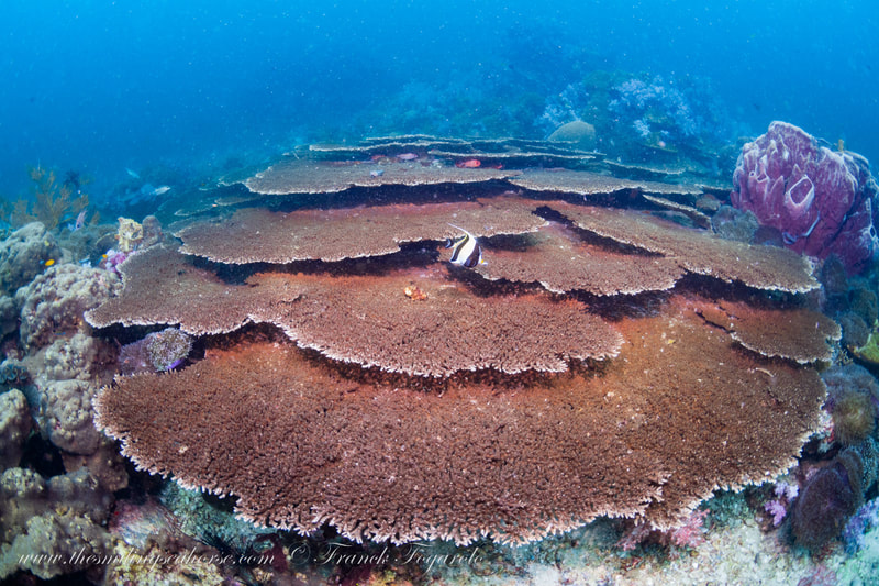 hard coral in Thailand