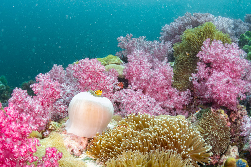 soft coral in thailand