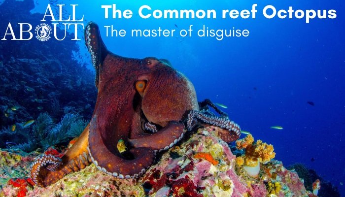 What Do You Know About The Common Reef Octopus