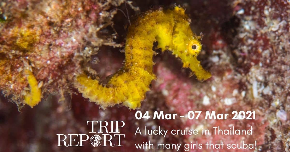 From 4th to the 7th of March 2021 diving cruise... 4 days full of fun! and girls!