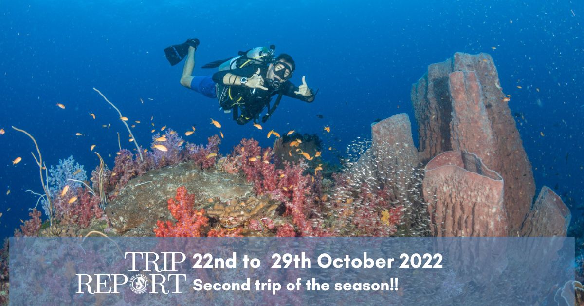 22nd to 29th of October 2022: Second trip of the season | north Andaman liveaboard