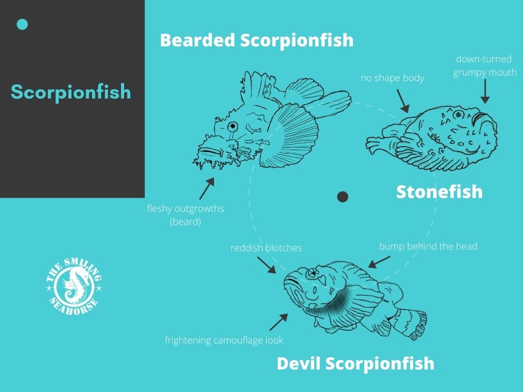 differentiate visually the 3 species of scorpionfish