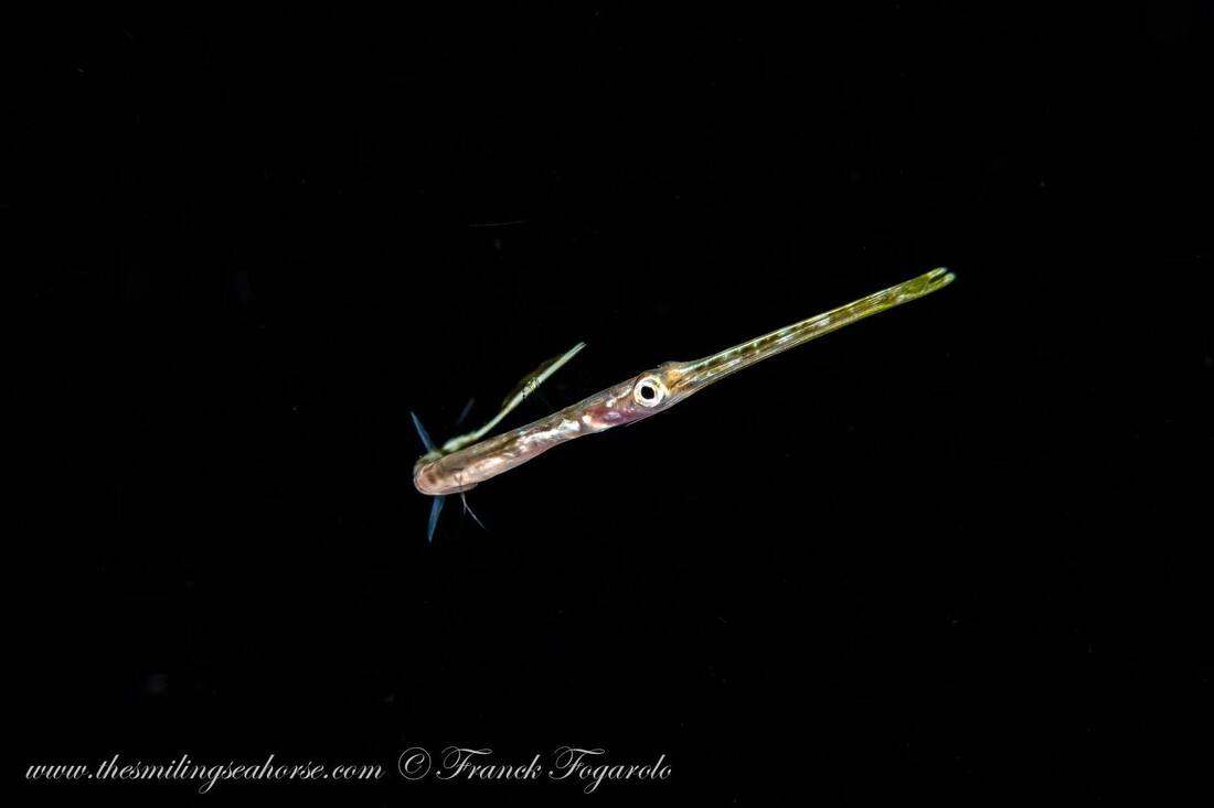 cornetfish on blackwater dive myanmar