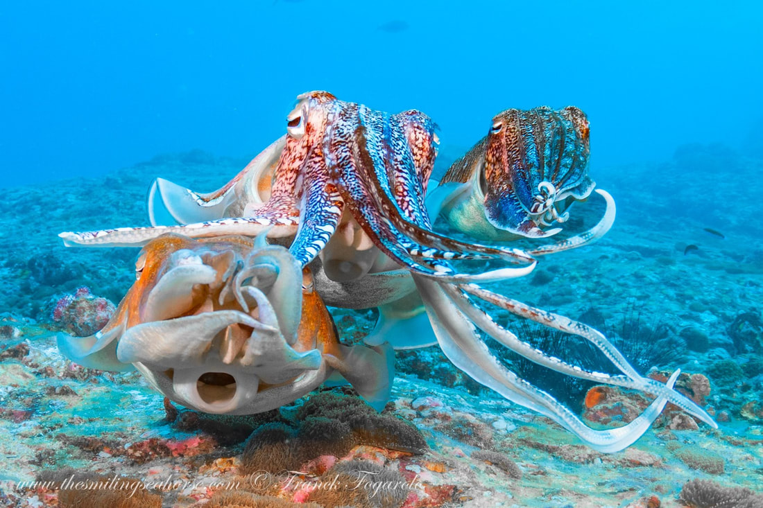 cuttlefish in myanmar scuba diving