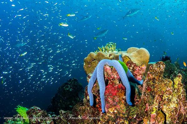 Thailand coral