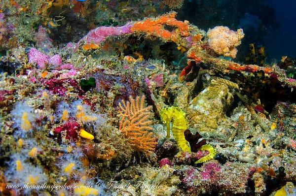 Baby seahorse in Thailand coral reef 