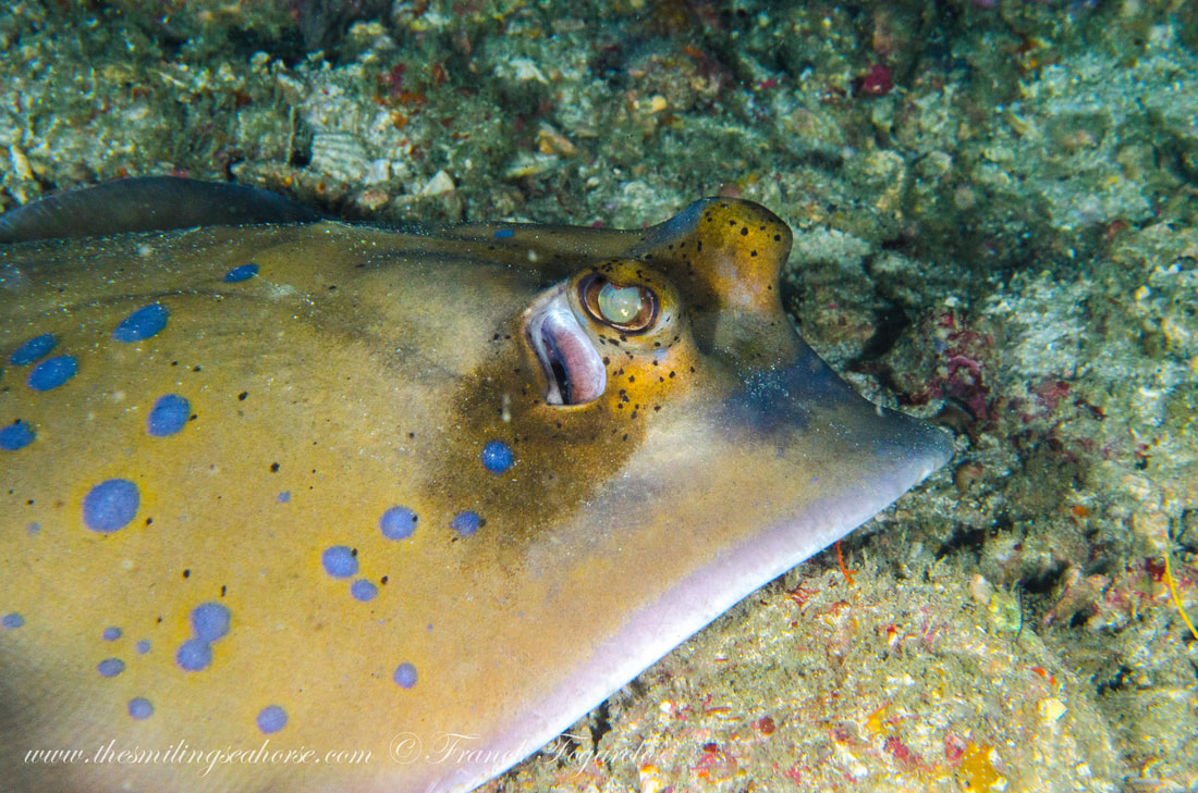 blue spotted sting ray -khul ray in andaman sea