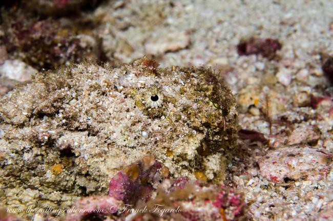 Star of camouflage, the stonefish