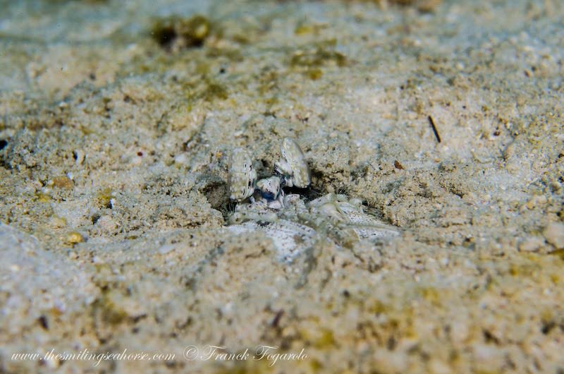 Mantis shrimp in the sand