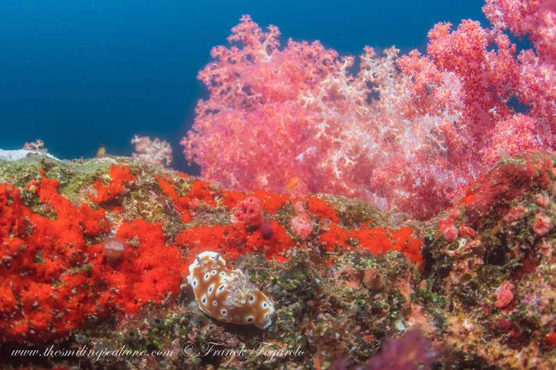 amazing corals healthy reef bestplace for diving