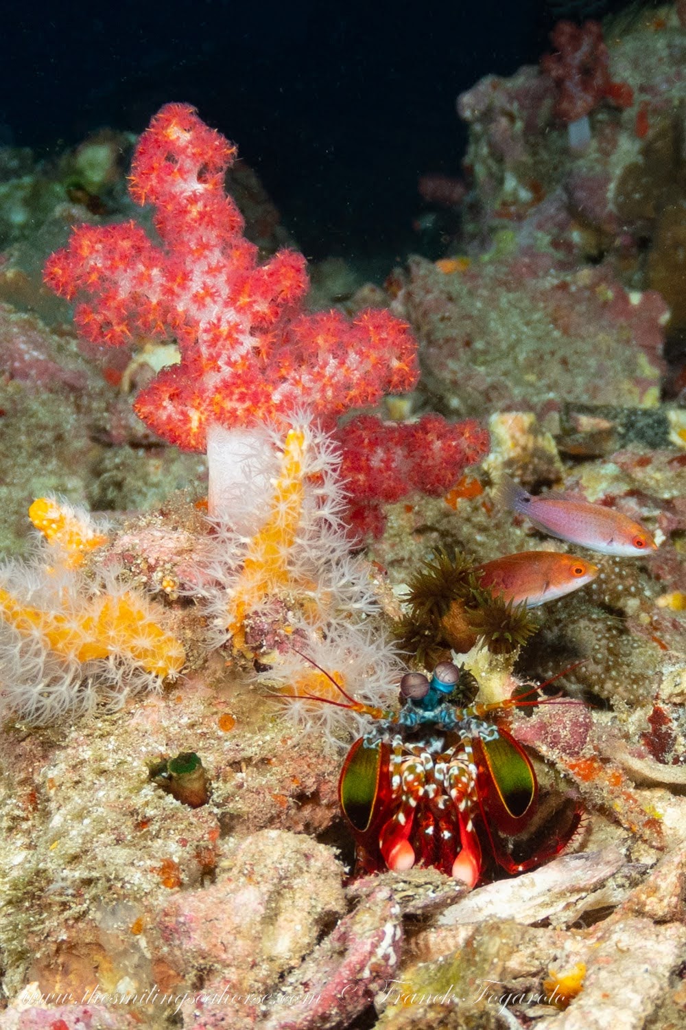 Peakock mantis shrimp and amazing coral reef