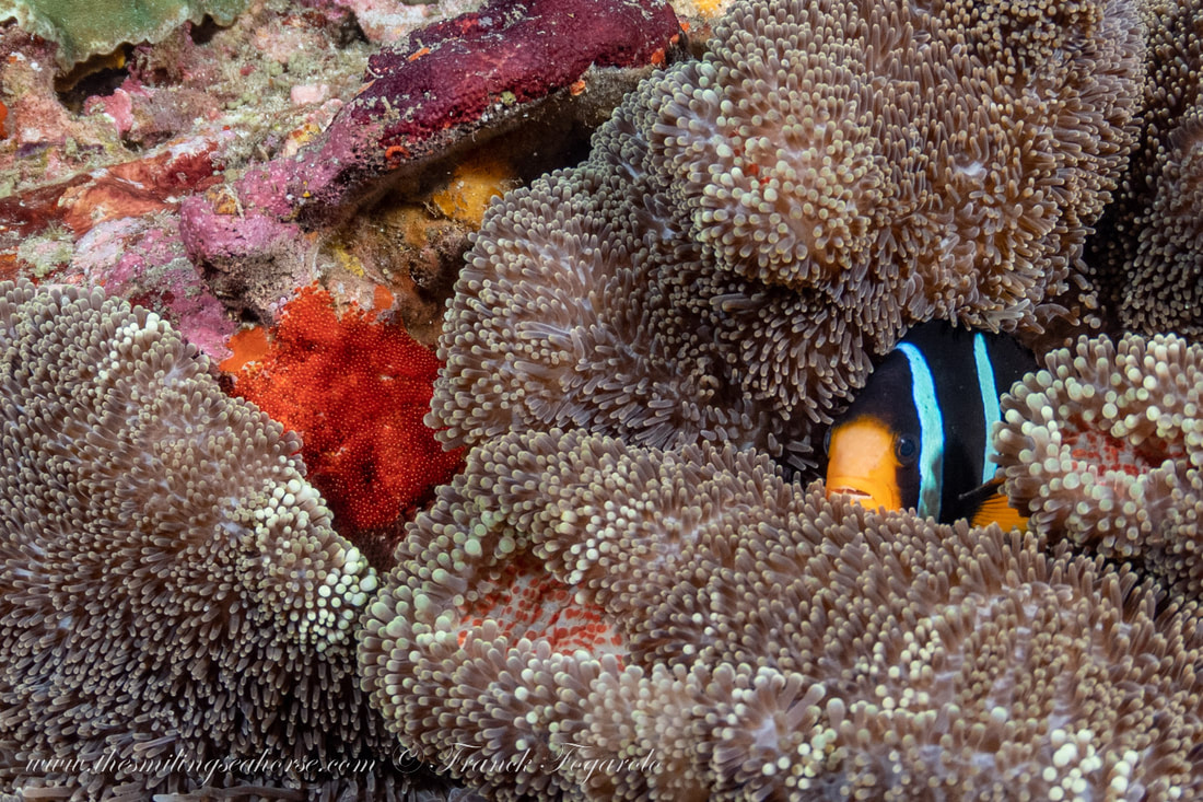 Clownfish protecting the eggs on the anemone