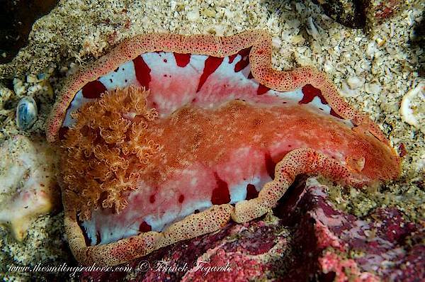 The Spanish Dancer, also a nudibranch