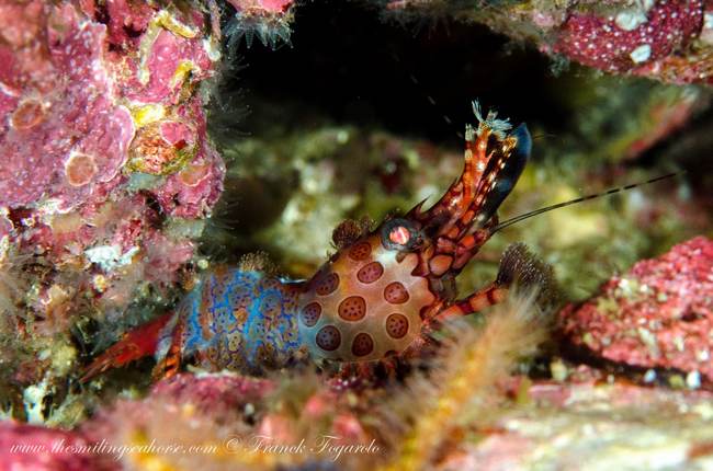 Meet Harlequin shrimp in Myanmar