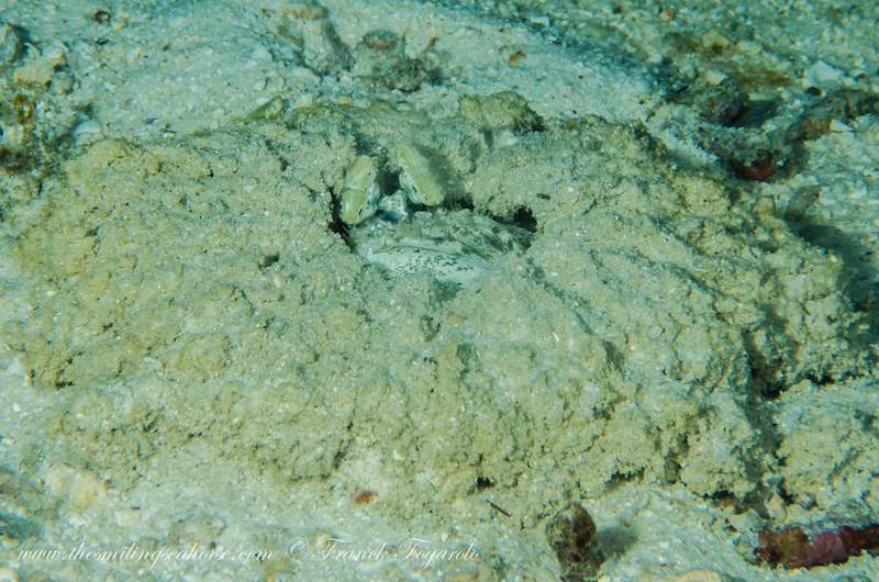 Mantis shrimp camouflaged on the coral reel
