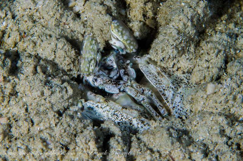 Well camouflaged spearing mantis shrimp