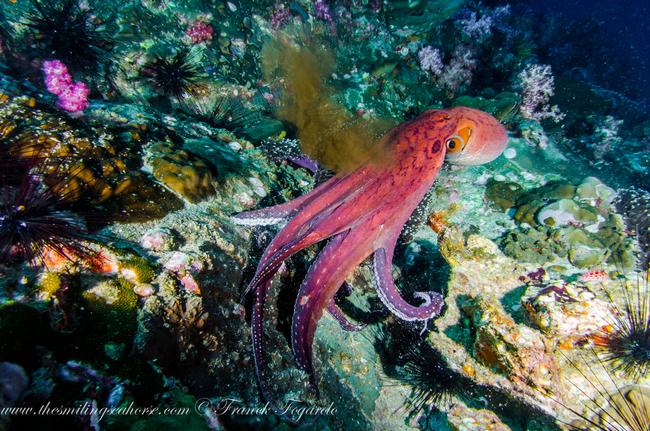 Octopus like shiny colors...