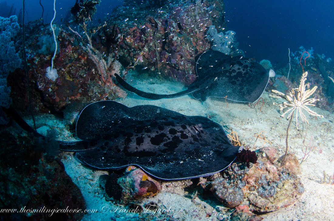 two sting ray with coral