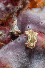 psychedelic sea slug