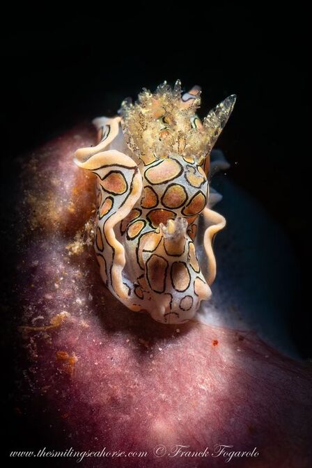 batwing sea slug thailand nod andaman