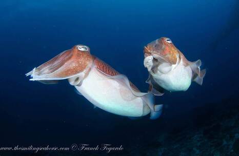 A couple of cuttlefish
