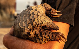 pangolin in a man's arms