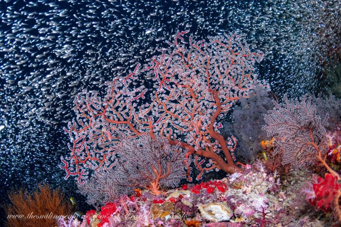 Explosion of life around coral reef