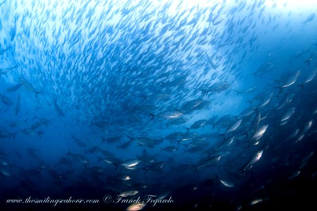 Fishbowl Fishsoup dive in myanmar