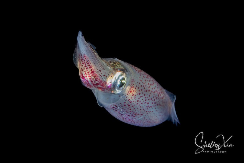 squid thailand blackwater diving