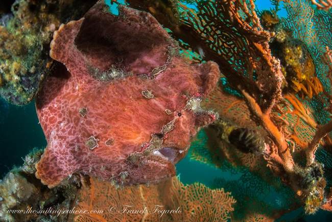 Frogfish Antennaire Frog Camouflage