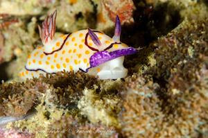 Goniobranchus annulatus, white body nudibranch, purple under the mantle, purple rhinophores and purple cercle around the rhinophore and plume