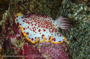 Goniobranchus sp3 flat nudibranch with body, purple plume, orange line along its mantle red dots all over