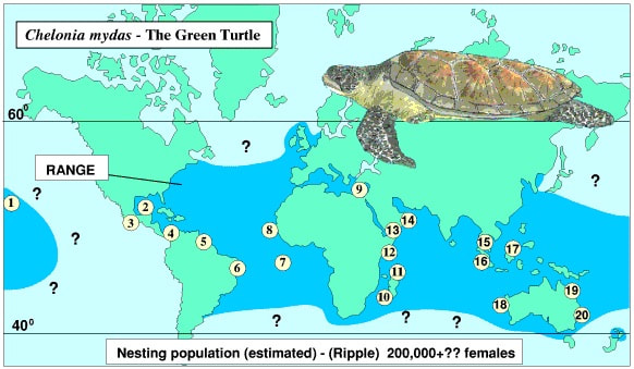 green turtle distribution map