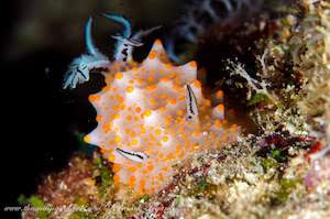  cream colored nudibranch with orange dots and black and white rhinophores and plume 