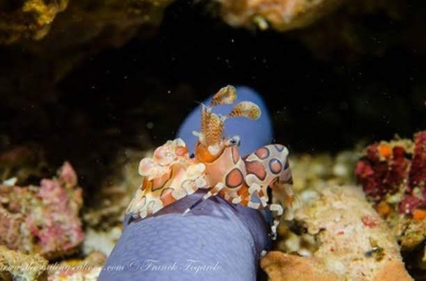 harlequin shrimp eating a blue starfish