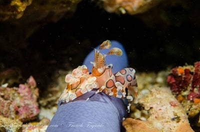 Harlequin shrimp on a seastar