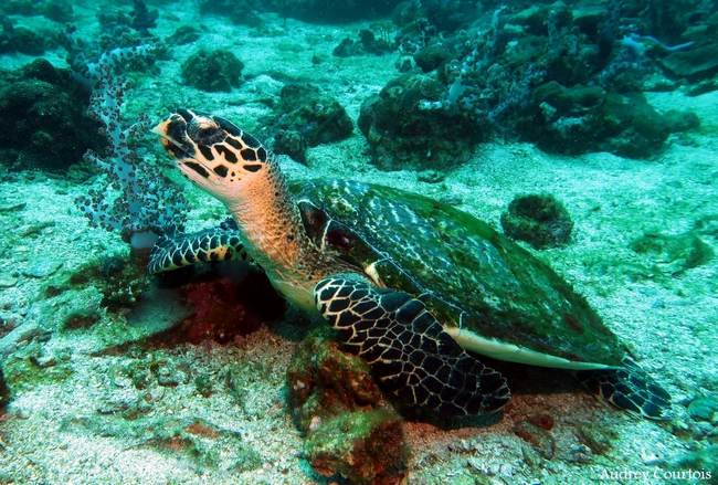 Marine turtle in Myanmar