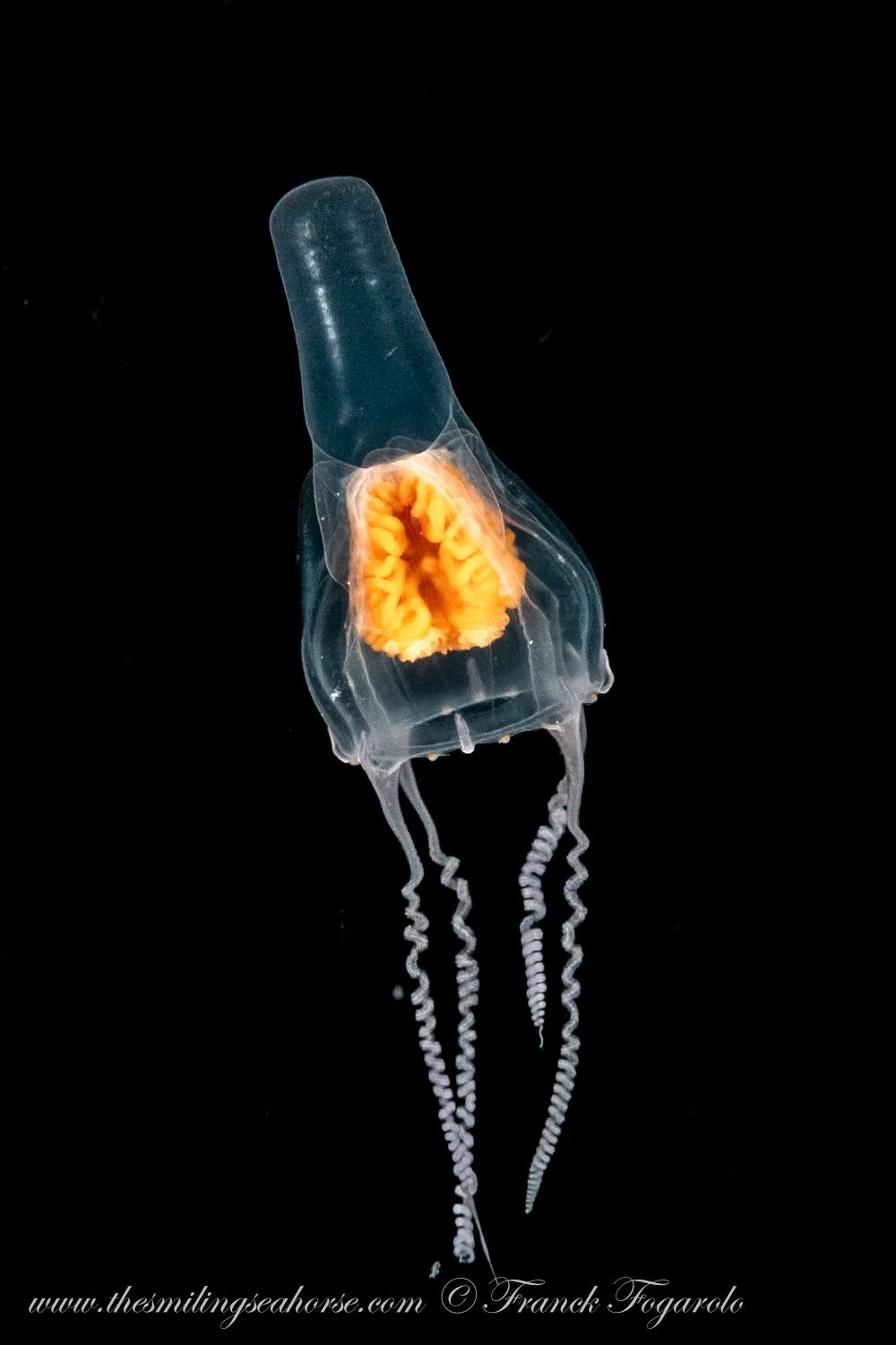 jellyfish on blackwater dive in burma