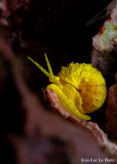This yellow sea snail is less than 1 cm big!...