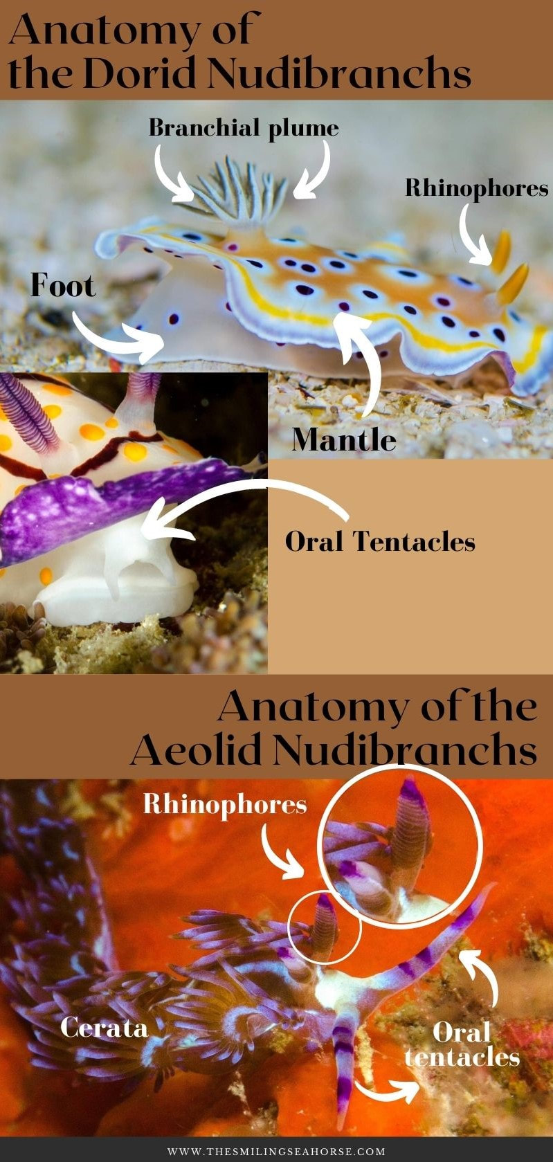 Anatomy of Dorid and Aeolid Nudibranchs 